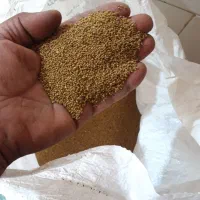بذریونجه پایه بلند