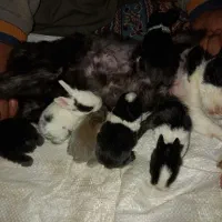 خرگوش بزرگ و کوچیک