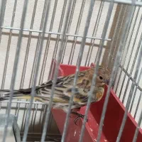 گلبسر قناری،فنچ کینگ،سهره|پرنده|کرج, حیدرآباد|دیوار