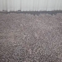 قالی ۱۲ متری تعداد ۲عدد به مبلق دوازده میلیون|فرش|بروجرد, |دیوار