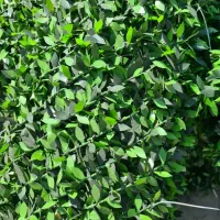 فروش انواع چمن مصنوعی و گرینوال به قیمت عمده|خدمات باغبانی و درختکاری|تهران, سازمان برنامه جنوبی|دیوار