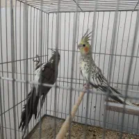 عروس هلندی|پرنده|قم, باسکول|دیوار