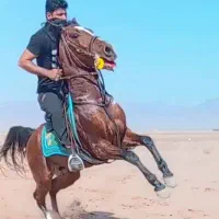 فروش دورس نریان عرب و کرد