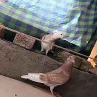 کبوتر|پرنده|قم, گلزار|دیوار