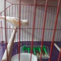 قناری ماده سالم و سرحال معاوضه با نر|پرنده|کوچصفهان, |دیوار