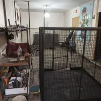 کفتر گنجه|لوازم جانبی حیوانات|رباط‌کریم, رباط‌کریم|دیوار