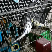 عروس فنج مرغ عشق کفتر نقشی پرشی ساتن غلاغع|پرنده|پیر بکران, |دیوار