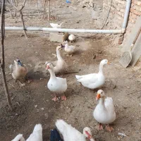 غاز وقوغاز دوساله چاق