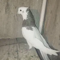 طوقی  نر قدیمی