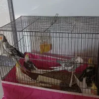 پرنده ،عروس هلندی نروماده جفت