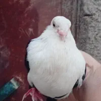 کله سفیدنر|پرنده|شیراز, ارم|دیوار