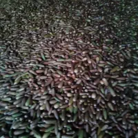 بلوط یاسوج|عمدهفروشی|یاسوج, |دیوار