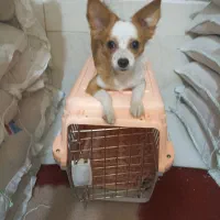 سگ کوچک آپارتمانی