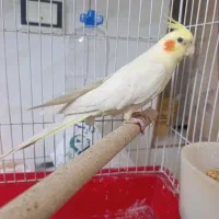 عروس هلندی نر دستی