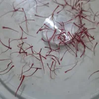 زعفران نگین|عمدهفروشی|تربت جام, میان جام|دیوار