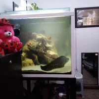 ماهی گوشتخوار