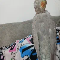 عروس جفت|پرنده|رشت, یخسازی|دیوار