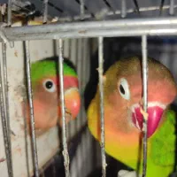 یک جفت طوطی برزیلی دستی
