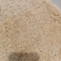 برنج فجر سوزنی