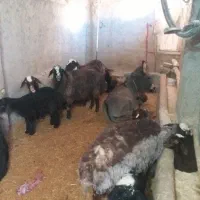 کره الاغ ماده