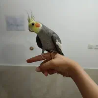 عروس هلندی نر سخنگو