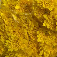 پخش عمده داوودی.رزایرانی وهلندی،قلم فوروگلایل|گل و گیاه طبیعی|شیراز, شیخ علی چوپان|دیوار