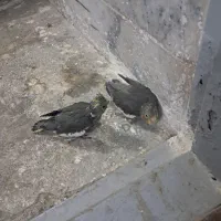 دو عدد عروس هلندی ۲۵ روز تغذیه از جفت داته ای 400|پرنده|مشهد, راه آهن|دیوار