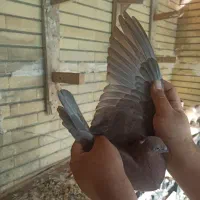 چند عدد کبوتر  پلاکی و ابادانی بی عیب نقص|پرنده|شیراز, پودنک|دیوار