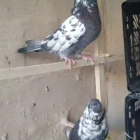 کفتر پرشی|پرنده|قم, چهل درخت‎|دیوار