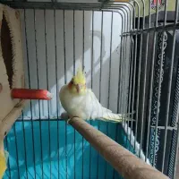 تعدادی طوطی عروس لوتینو و طویی|پرنده|ساری, |دیوار