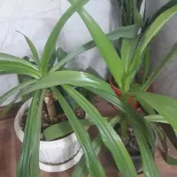 گل سوسن عنکبوتی