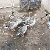 فروش تعداد۳ عدد غاز نمایی