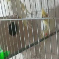 عروس هلندی لوتینو|پرنده|زاوه, |دیوار