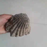 فسیل صدف