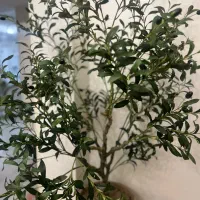 گل مصنوعی(درختچه زیتون)|گل مصنوعی|تهران, تهرانسر شرقی|دیوار