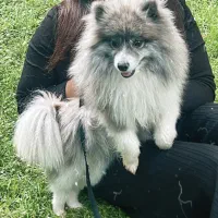 ‌پامر اشپیتز شیطون|سگ|کرج, عظیمیه|دیوار