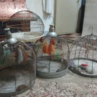 فروش قفس پرنده