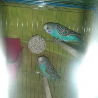 مرغ عشق مولد|پرنده|شوشتر, |دیوار