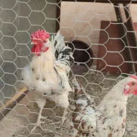 مرغ و خروس مست گلین