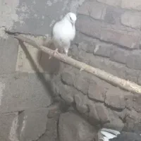 کبوتر|پرنده|کشکسرای, |دیوار