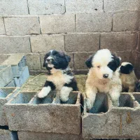 واگذاری سگ قدرجونی