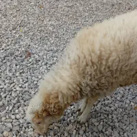 بره ماده سالم و سلامت