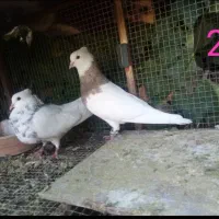 طوقی درجه یک بشرط|پرنده|باغ بهادران, |دیوار