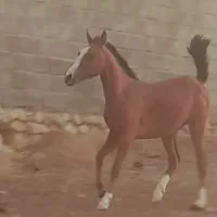 کره مادیون دره شوری