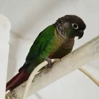 طوطی گرینچیگ|پرنده|دهگلان, |دیوار