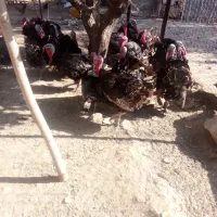 بوقلمون طبیعی