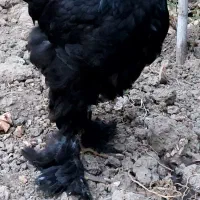 تخم نطفه دار و جوجه برهما اصل|حیوانات مزرعه|قائم‌شهر, |دیوار