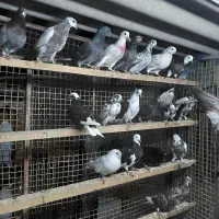 کبوتر جوجه هوایی|پرنده|قائم‌شهر, |دیوار