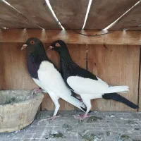 کل سفید. پشدار. پلاس .یهودی|پرنده|قم, پردیسان|دیوار