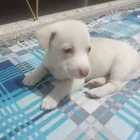 واگذاری توله پاکوتاه نژاد دارمعاوضه باپرنده